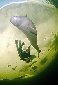 TopRq.com search results: White whale by Andrey Nekrasov