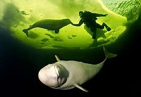 Fauna & Flora: White whale by Andrey Nekrasov