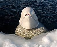 TopRq.com search results: White whale by Andrey Nekrasov