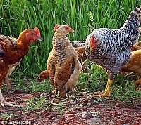 Fauna & Flora: chicken walks like a penguin