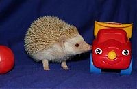 TopRq.com search results: cute hedgehog