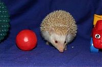 TopRq.com search results: cute hedgehog