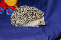 TopRq.com search results: cute hedgehog