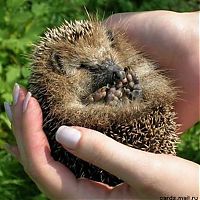 Fauna & Flora: cute hedgehog