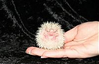 TopRq.com search results: cute hedgehog