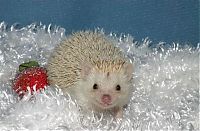 TopRq.com search results: cute hedgehog