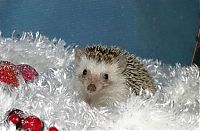 Fauna & Flora: cute hedgehog