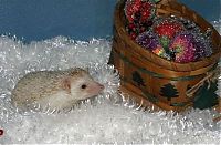 TopRq.com search results: cute hedgehog