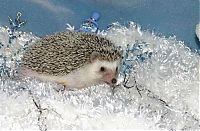 TopRq.com search results: cute hedgehog