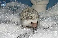 TopRq.com search results: cute hedgehog