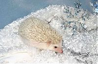 TopRq.com search results: cute hedgehog