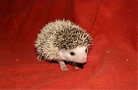 TopRq.com search results: cute hedgehog