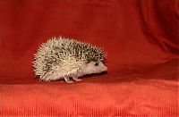 TopRq.com search results: cute hedgehog