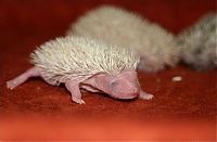 Fauna & Flora: cute hedgehog