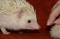 TopRq.com search results: cute hedgehog