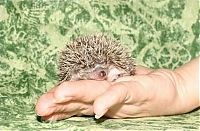 TopRq.com search results: cute hedgehog