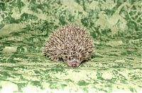 TopRq.com search results: cute hedgehog