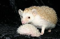 TopRq.com search results: cute hedgehog