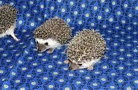 TopRq.com search results: cute hedgehog