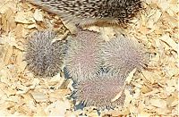 TopRq.com search results: cute hedgehog