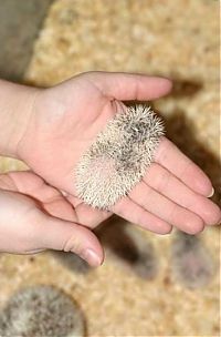 Fauna & Flora: cute hedgehog