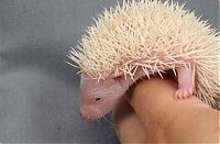 TopRq.com search results: cute hedgehog