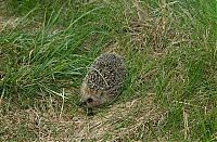 Fauna & Flora: cute hedgehog