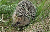 TopRq.com search results: cute hedgehog