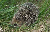 TopRq.com search results: cute hedgehog