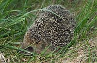 Fauna & Flora: cute hedgehog