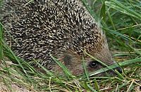 Fauna & Flora: cute hedgehog