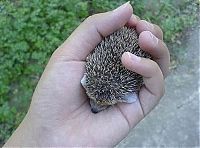 Fauna & Flora: cute hedgehog