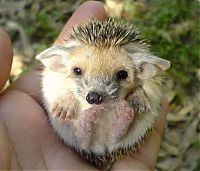 Fauna & Flora: cute hedgehog