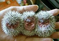 TopRq.com search results: cute hedgehog