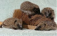 TopRq.com search results: cute hedgehog