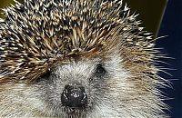 TopRq.com search results: cute hedgehog