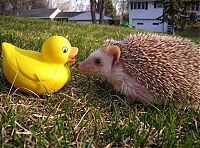 Fauna & Flora: cute hedgehog