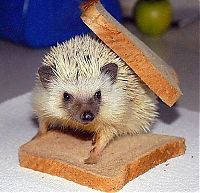 TopRq.com search results: cute hedgehog