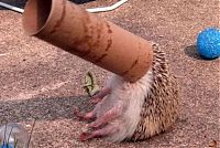 Fauna & Flora: cute hedgehog