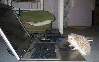 TopRq.com search results: cute hedgehog