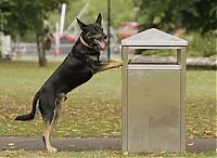 Fauna & Flora: litter picking dog