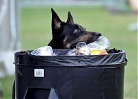 Fauna & Flora: litter picking dog