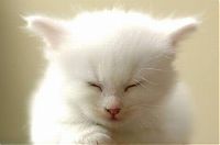 Fauna & Flora: white kitten with blue eyes