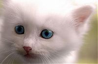 Fauna & Flora: white kitten with blue eyes