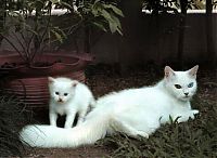 Fauna & Flora: white kitten with blue eyes