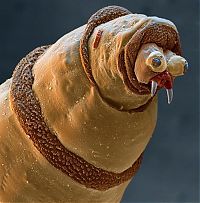 TopRq.com search results: insect under the microscope