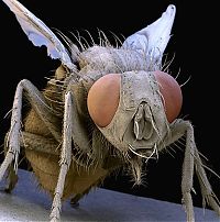TopRq.com search results: insect under the microscope