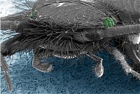 TopRq.com search results: insect under the microscope