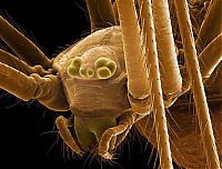 Fauna & Flora: insect under the microscope