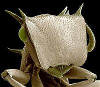 Fauna & Flora: insect under the microscope